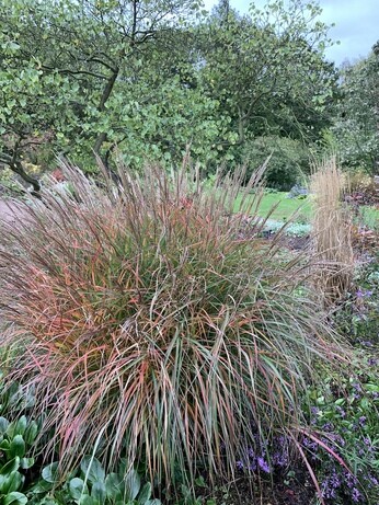 Perennials for Great Autumn Colour 