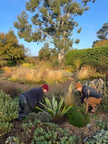 November news from the garden and propagation