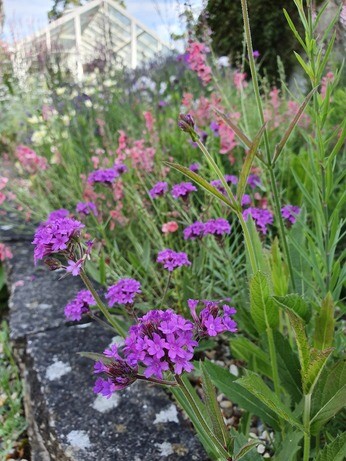 Verbena- How to Grow and Care for