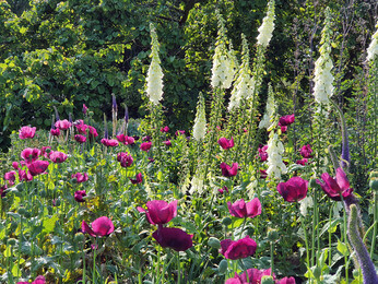 This week with the garden team- late May