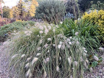 Ornamental Grasses for Autumnal Interest