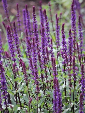 Plant combination ideas in June