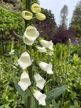 How to use biennial flowers in the garden for a naturalistic look