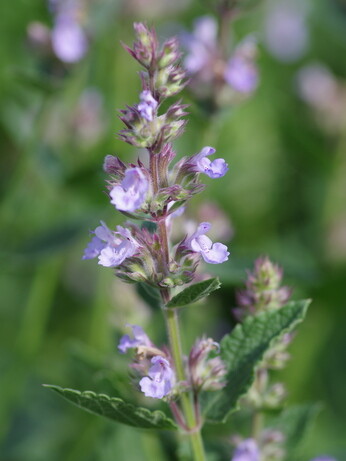 Nepeta (Catmint)- how to grow and care for