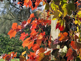 Brilliant autumn colour