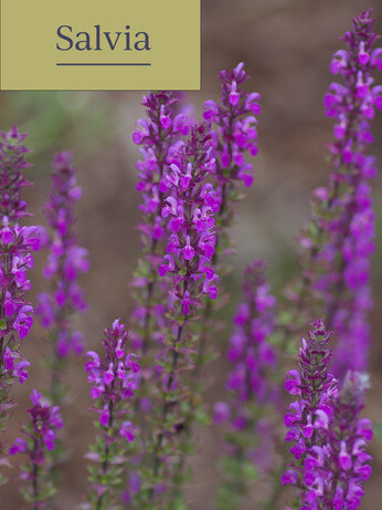 Achillea- How to Grow and Care for