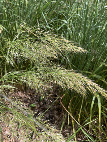 Stipa- How to Grow and Care for