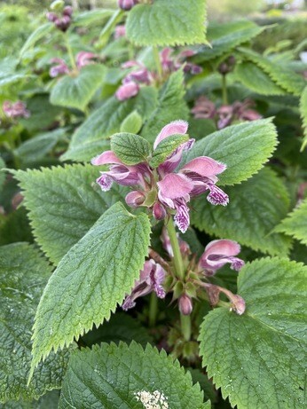 Perennials for Great Autumn Colour 