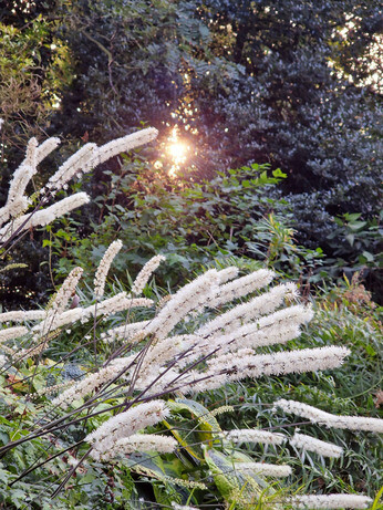 What's still in flower in October?