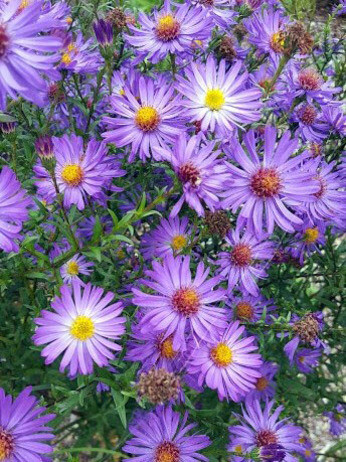 Symphyotrichum-How to Grow and Care for