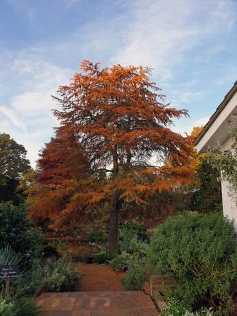 Brilliant autumn colour