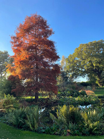 Brilliant autumn colour