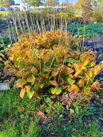 Preparing for winter with the propagation team