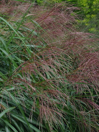 Miscanthus championship - propagation