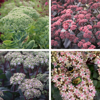 Hylotelephium telephium (Sedum)