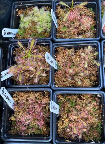 Winter propagation-carnivorous plants