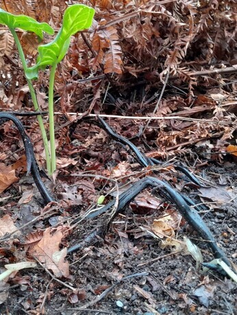 Winter propagation- Matteuccia struthiopteris 