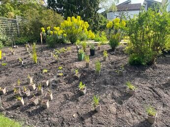 Rejuvenating a Tired Garden Border