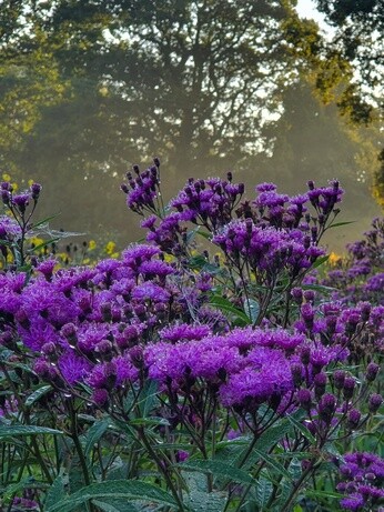 Our favourite perennials for late summer colour