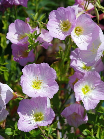 How to grow oenothera (gaura)