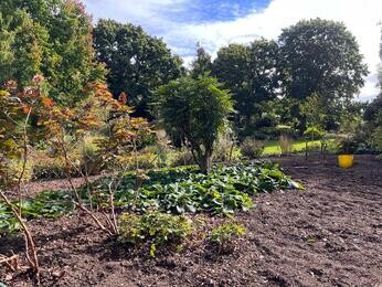 Renovation Work in the Water Garden