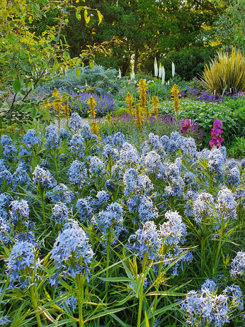 Perennials for Great Autumn Colour 