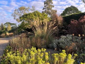 Ornamental Grasses for Autumnal Interest