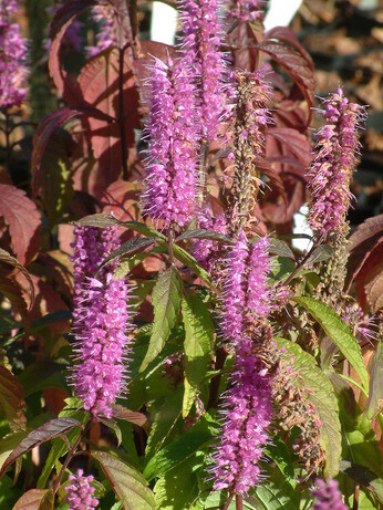 Perennials for Great Autumn Colour 