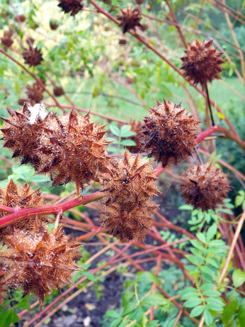 Sensational Seedheads