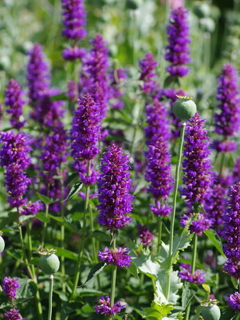 Our favourite perennials for late summer colour