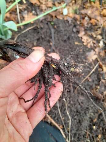 Winter propagation- Matteuccia struthiopteris 