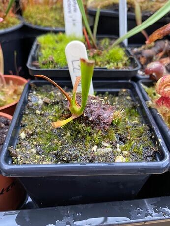 Winter propagation-carnivorous plants