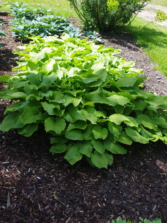 Perennials for Great Autumn Colour 