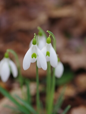 Splendid snowdrops at the Beth Chatto Gardens