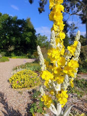 How to use biennial flowers in the garden for a naturalistic look