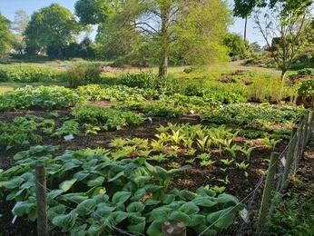 How to grow and get the best from your hostas