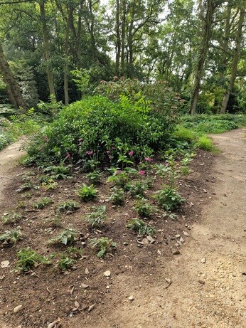 Planting in autumn