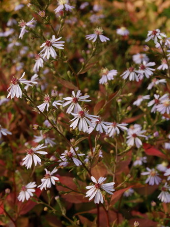 Symphyotrichum-How to Grow and Care for