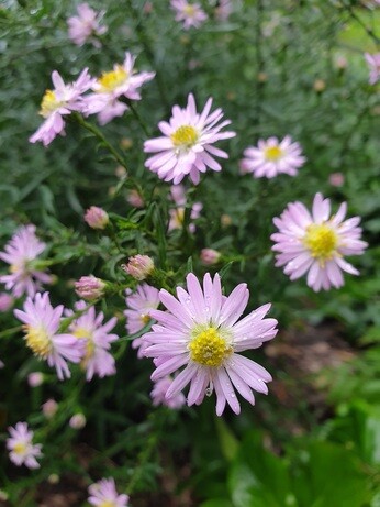 Asters- how to grow and care for