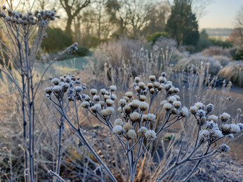 Structure in the winter garden