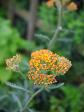 Achillea- How to Grow and Care for