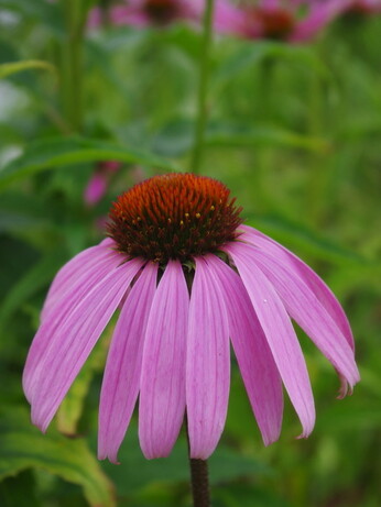 Our favourite perennials for late summer colour