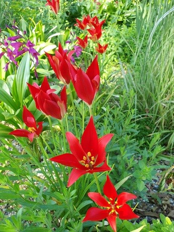 Species tulips and how to grow them