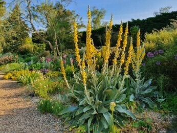 How to use biennial flowers in the garden for a naturalistic look