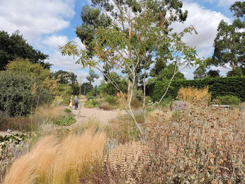 How the garden is coping with the drought 2022