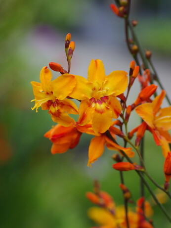 Our favourite perennials for late summer colour