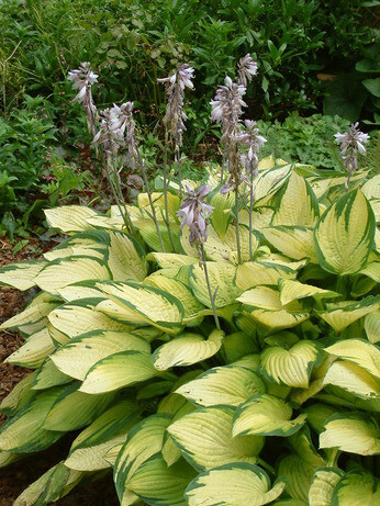 How to grow and get the best from your hostas