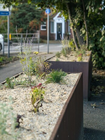 Planting on the Albert roundabout