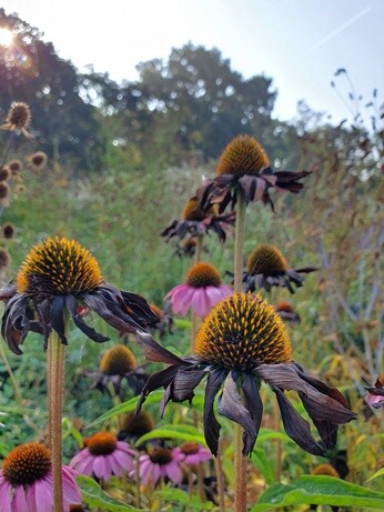 Favourite winter seedheads for wildlife