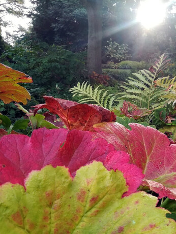 Perennials for Great Autumn Colour 